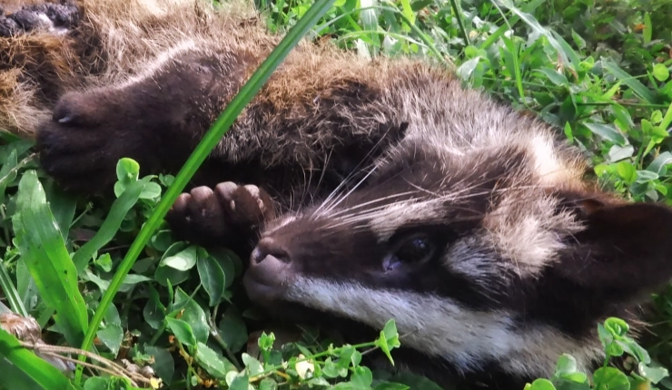 白鼻心寵物 白鼻心寵物