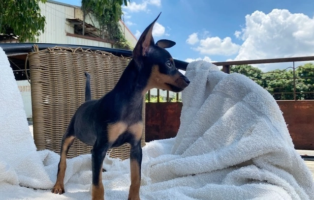 迷你品犬飼養 迷你品犬飼養