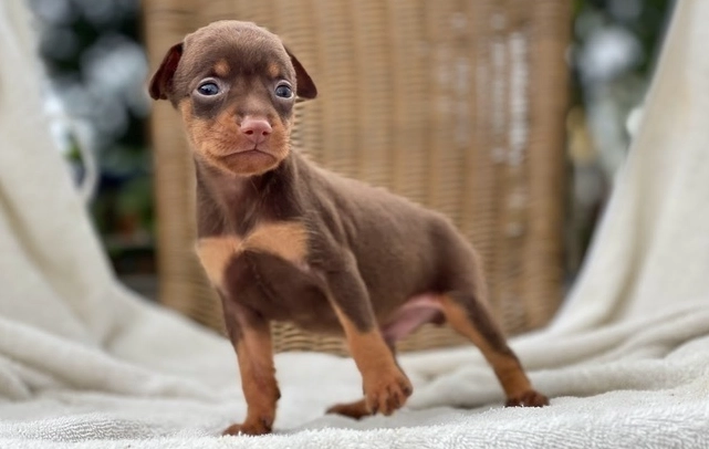 迷你品犬性格 迷你品犬性格