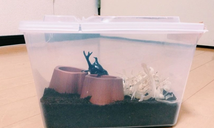 獨角仙幼蟲照顧 獨角仙幼蟲照顧