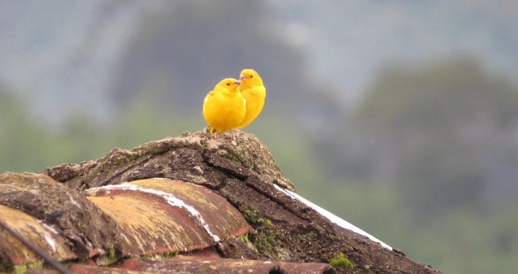 金絲雀健康問題 金絲雀健康問題