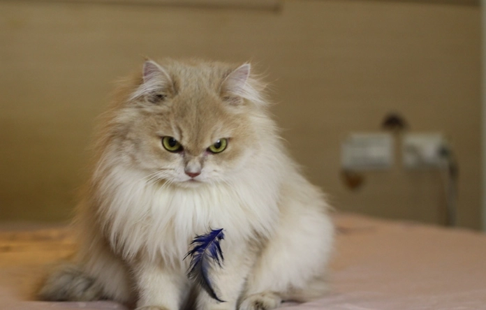 英國長毛貓品種特色