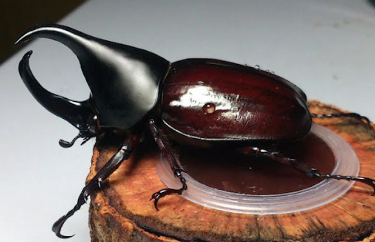 獨角仙幼蟲照顧 獨角仙幼蟲照顧