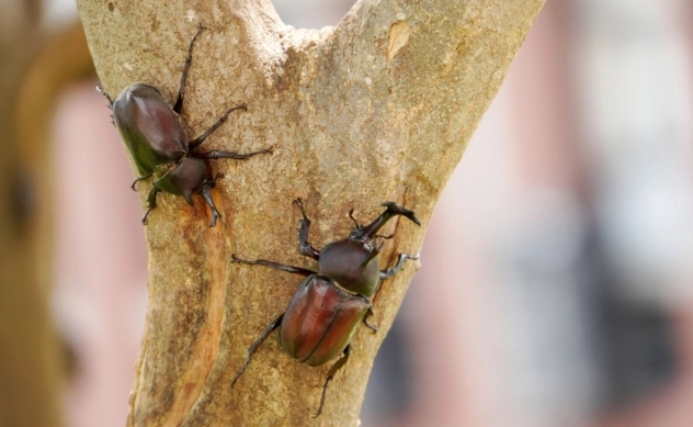 獨角仙飼養方法 獨角仙飼養方法