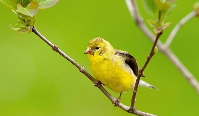 金絲雀飼養方法 金絲雀飼養方法