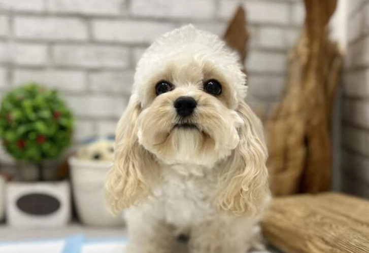 可卡布犬智力測試 可卡布犬智力測試