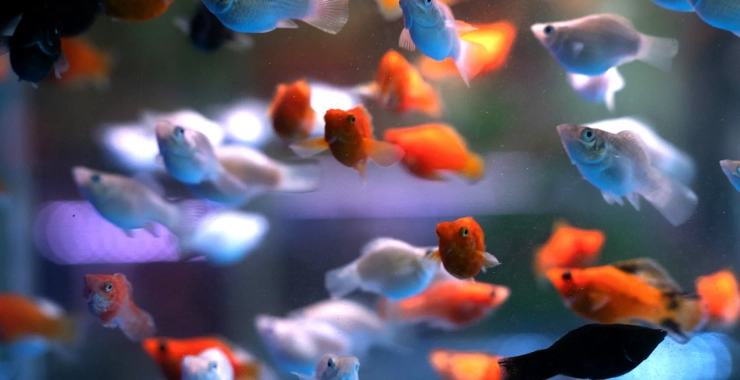 金魚缸密度計算