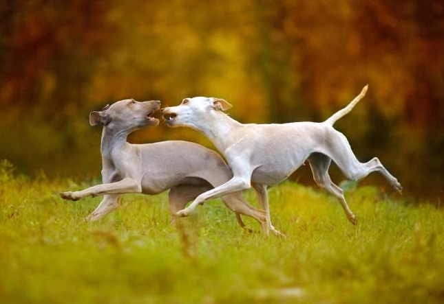 靈提犬飼養 靈提犬飼養