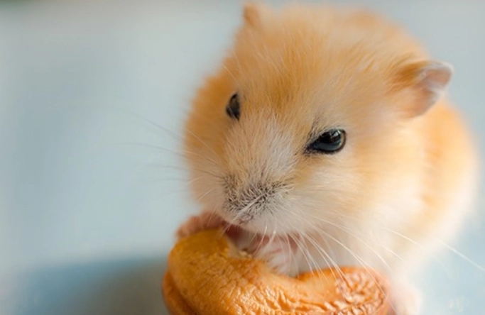 布丁鼠年齡判斷 布丁鼠年齡判斷