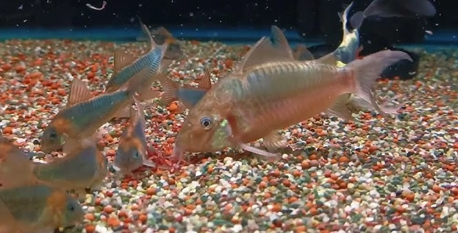 青鼠魚 習性 青鼠魚 習性