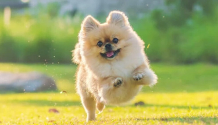 博美犬性格 博美犬性格