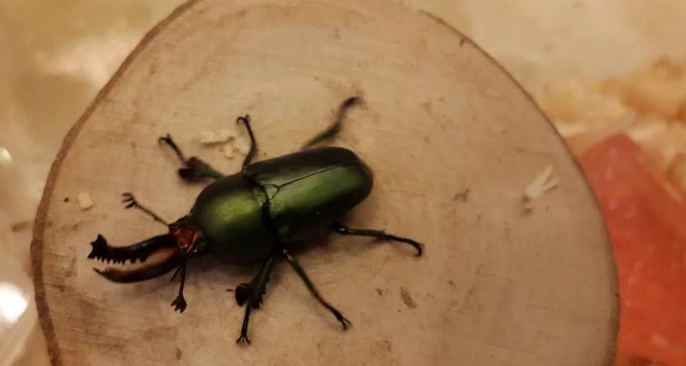鍬形蟲飼養方法
