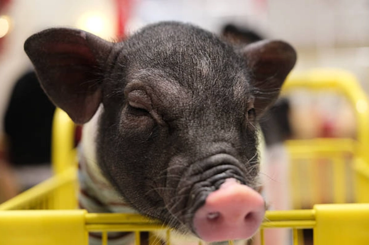 迷你豬飼養