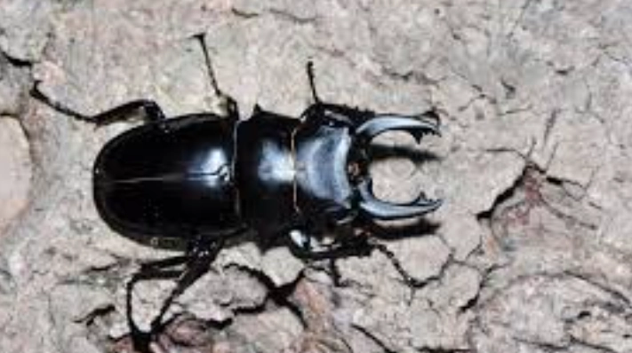 鍬形蟲幼蟲照顧