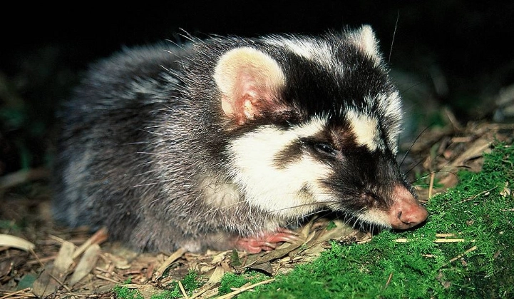 白鼻心飼養 白鼻心飼養
