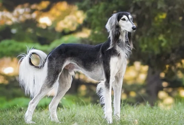 薩路基獵犬 飼養 薩路基獵犬 飼養