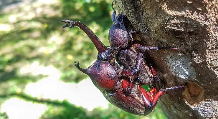 獨角仙生命周期 獨角仙生命周期