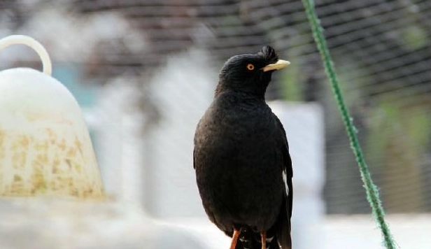 八哥鳥優缺點 八哥鳥優缺點