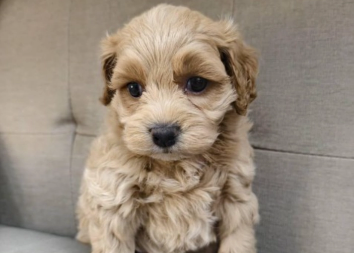 可卡布訓練技巧 可卡布訓練技巧