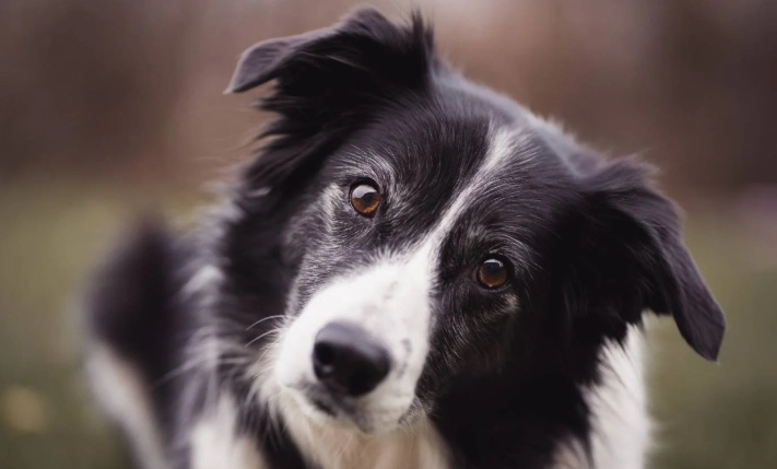 邊境牧羊犬特徵 邊境牧羊犬特徵