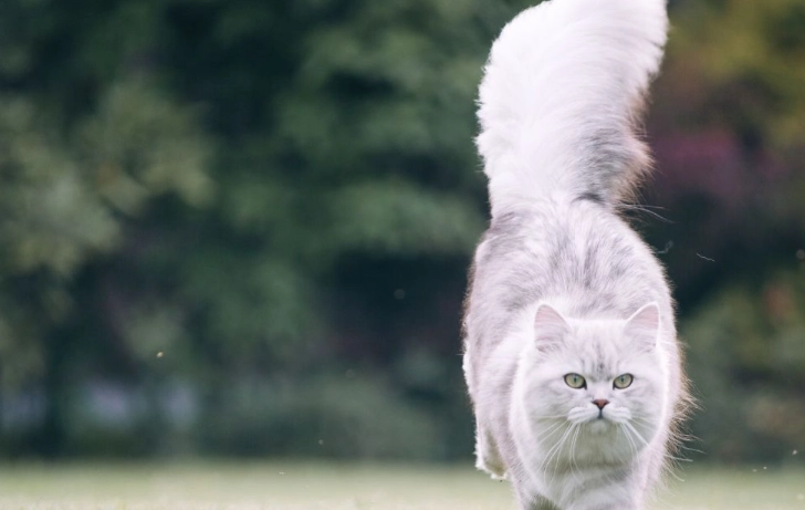 英國長毛貓健康問題 英國長毛貓健康問題