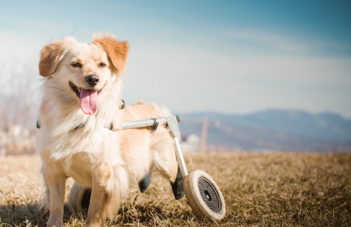 老年狗後腳無力