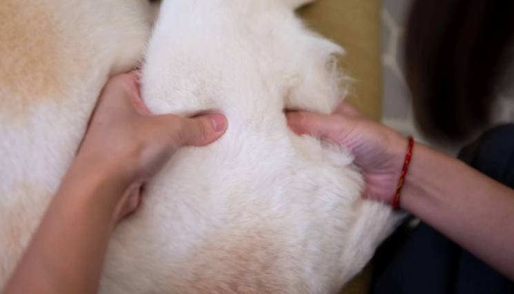 狗狗後腳無力治療