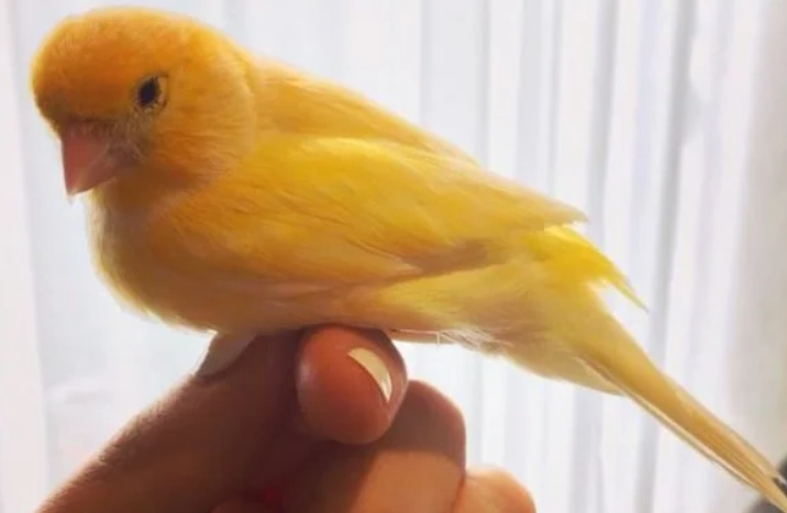 金絲雀文化意義 金絲雀文化意義