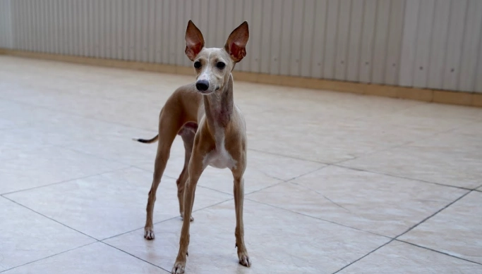 靈提犬性格 靈提犬性格