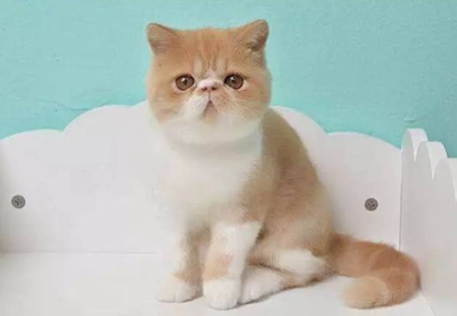 短毛貓護理 短毛貓護理