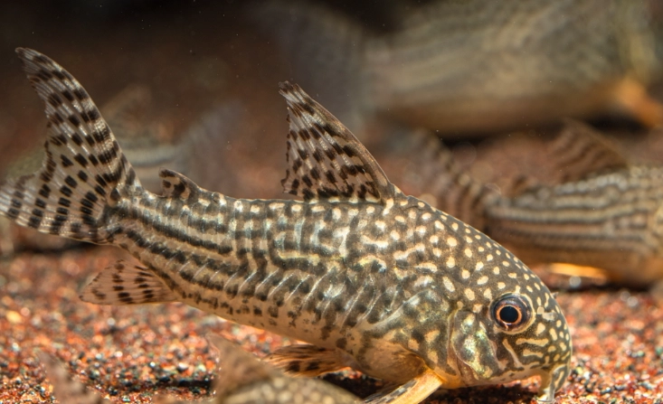 延長珍珠鼠魚壽命