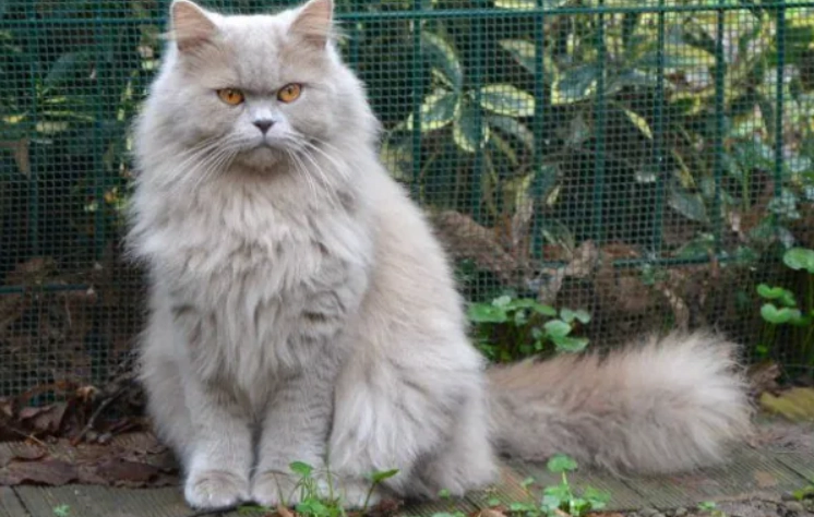 英國長毛貓健康問題 英國長毛貓健康問題
