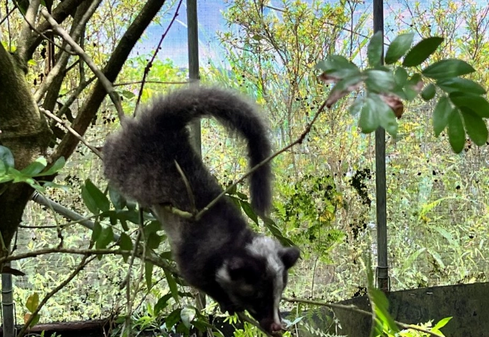 台灣白鼻心法律 台灣白鼻心法律