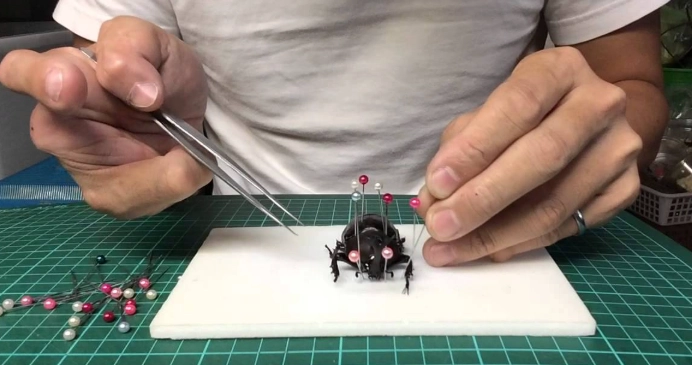 獨角仙標本保存