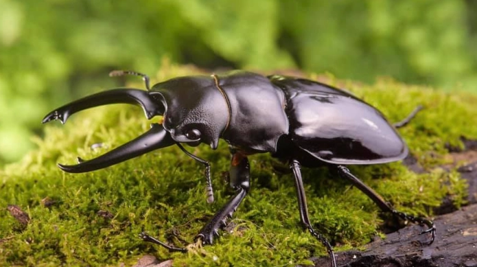 鍬形蟲飼養環境