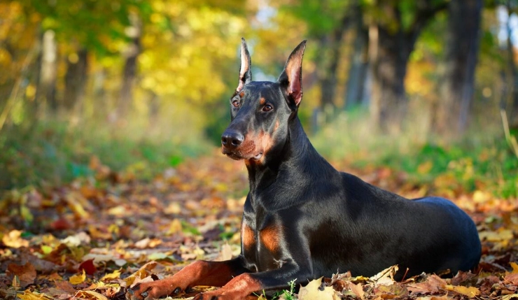 杜賓犬平均壽命