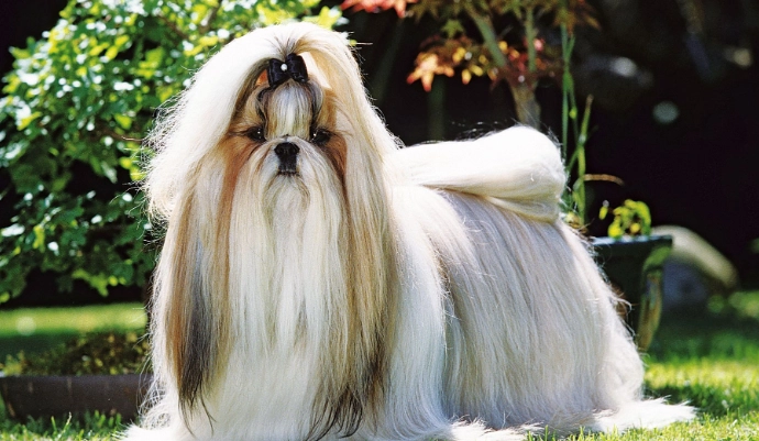 西施犬標準體重 西施犬標準體重