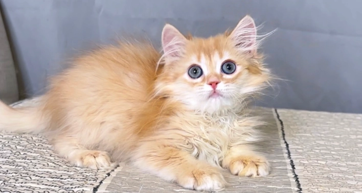 金漸層貓飼養方法