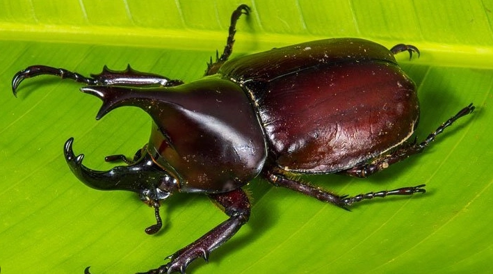 獨角仙飼養方法 獨角仙飼養方法
