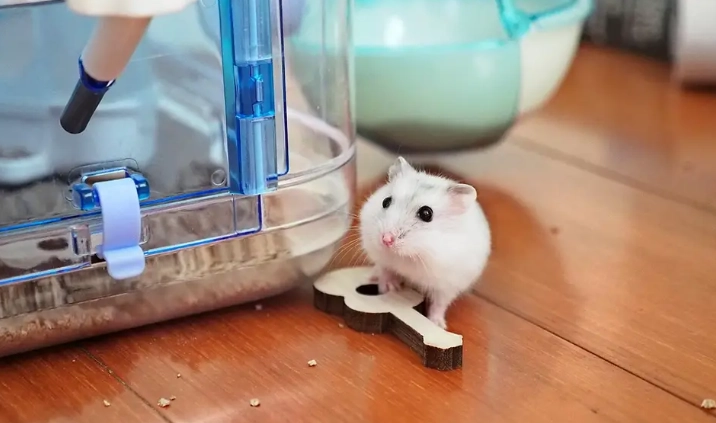 銀狐鼠飼養 銀狐鼠飼養