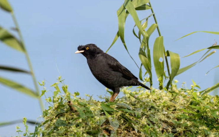 八哥鳥飼養 八哥鳥飼養