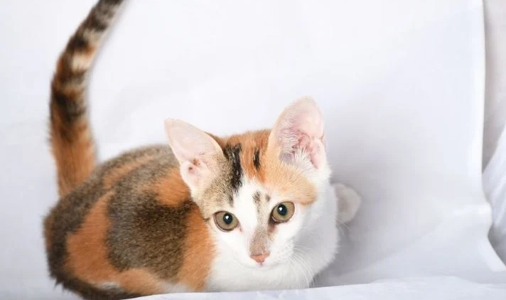 美國短毛貓毛色