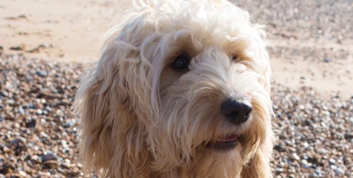 可卡布訓練技巧 可卡布訓練技巧