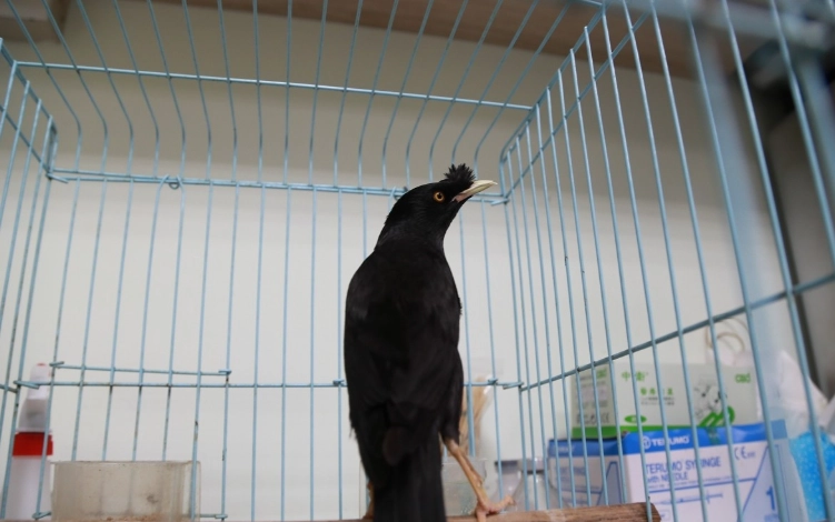 八哥鳥優缺點 八哥鳥優缺點