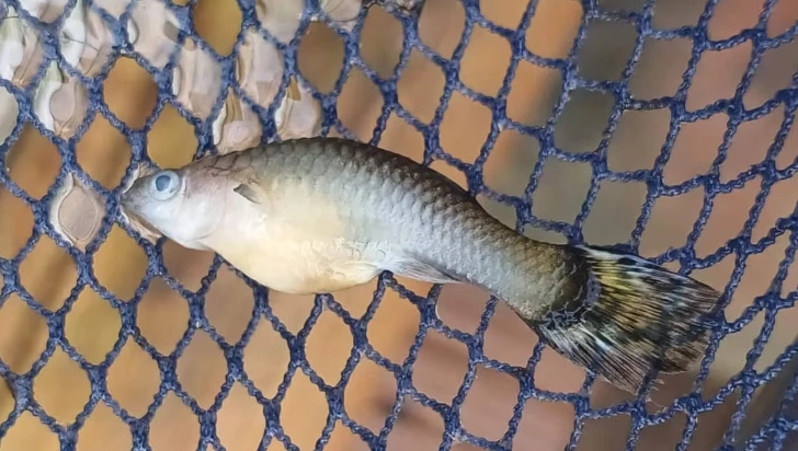 孔雀魚繁殖初期 孔雀魚繁殖初期