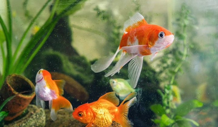 金魚缸密度計算