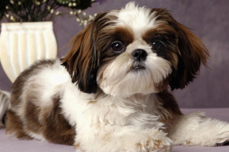 西施犬大小 西施犬大小