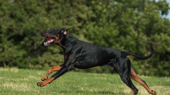 杜賓犬平均壽命