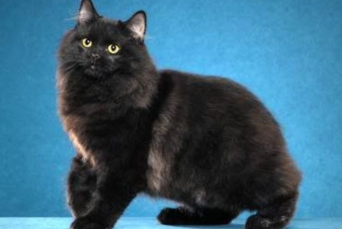 黑色英國長毛貓 黑色英國長毛貓