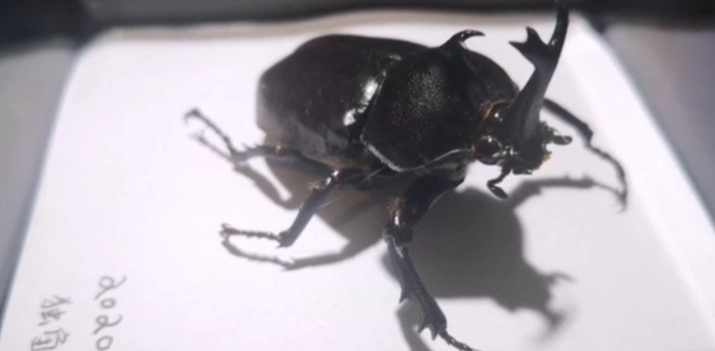 獨角仙標本製作